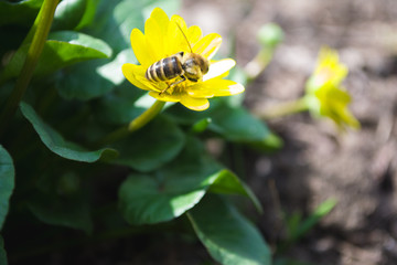 Honey bee collects nikar in the spring