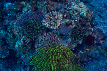 coral reef underwater / sea coral lagoon, ocean ecosystem