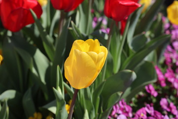 アップで撮ったチューリップ