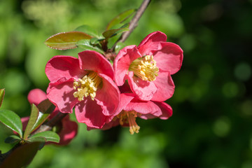 Tree bloom blossom beautiful flowers in spring