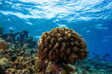 Diving the Maldives