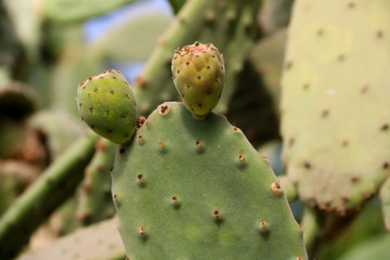 Cactus Opuntia leucotricha Plant with Spines Close Up. Green plant with spines and dried...
