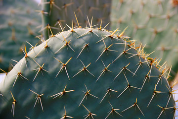 Cactus Opuntia leucotricha Plant with Spines Close Up. Green plant with spines and dried...