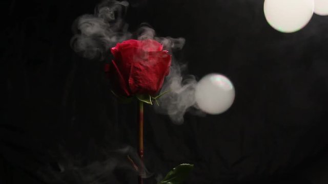 Red rose bud on a black blurred background. white smoke from a hookah envelops the flower. close-up. air bubbles fall on a flower. bubble