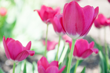 purple tulip close-up on bokeh background