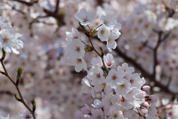 桜のアップ写真