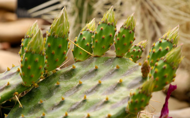 Cactus Opuntia leucotricha Plant with Spines Close Up. Green plant with spines and dried flowers.Indian fig opuntia, barbary fig, cactus prickly pear