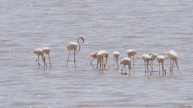 a 180p slow motion clip of a flamingo flock feeding at ngorongoro crater in tanzania