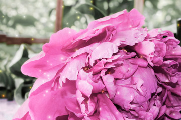 Fototapeta premium pink peony closeup