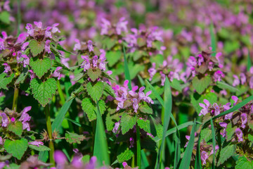 Flowers Lamium maculatum also known as spotted dead-nettle, spotted henbit and purple dragon.