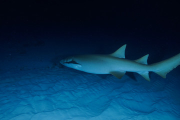 Fototapeta premium Diving the Maldives