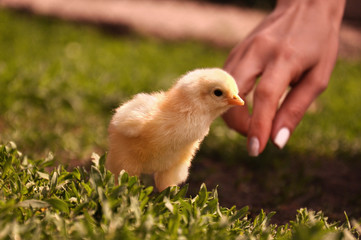 A little yellow chicken walks in the green grass in summer. Chicken running around the garden on the farm