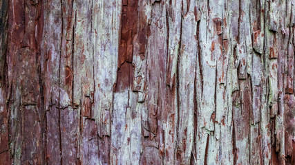 the bark texture is red and white forming a vertical line