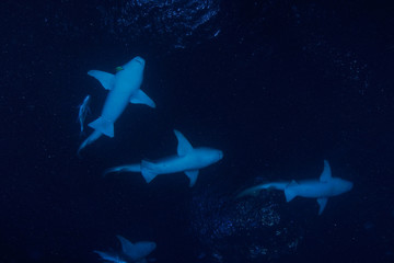 Diving the Maldives