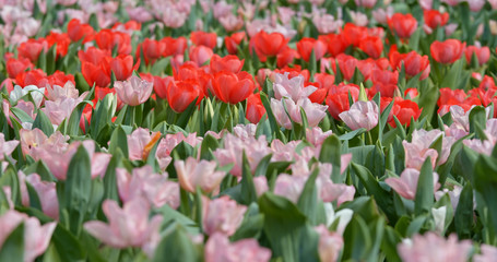 Fototapeta premium Tulips flowers spring bloom in the garden