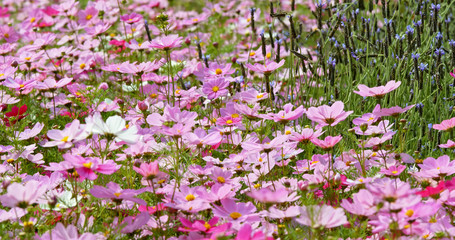 Cosmos flowers in the garden
