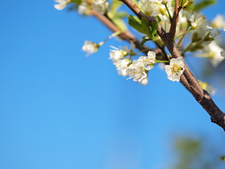 スモモの花