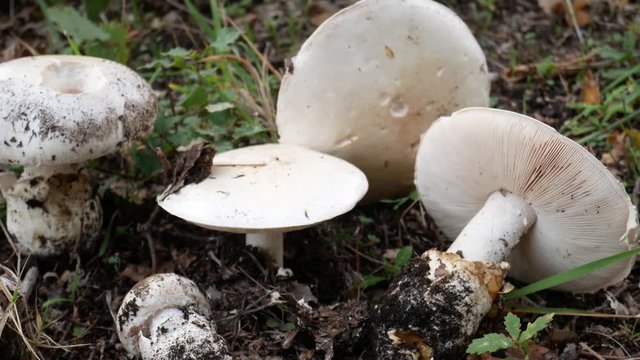 group of mushrooms in the grass.The European white egg (Amanita ovoidea), is a species of fungus of the genus Amanita. Mushrooming, looking for wild fungus. Picking Mushrooms.