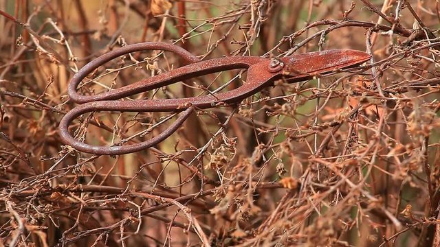 old rusty scissors spring garden wild berries wind hd footage nobody 