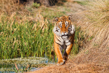 Fototapeta premium Male tiger walking in Tiger Canyons Game Reserve in South Africa