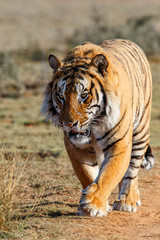 Male tiger walking in Tiger Canyons Game Reserve in South Africa