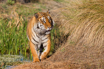 Male tiger walking in Tiger Canyons Game Reserve in South Africa
