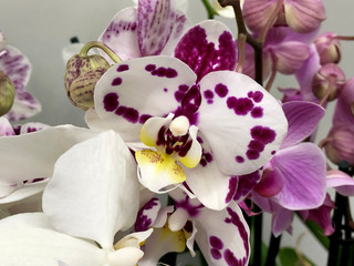 Orchids close up.