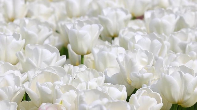 White Tulip Farm 