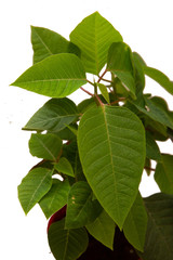 Green leaves isolated on white background