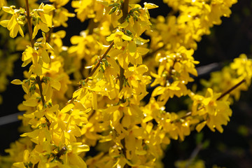 Bright yellow Forsythia glows with happiness on the spring sun against the black background of bygone winter. Selective focus. Sunny theme of yellow colors of spring.