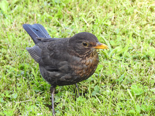 Obraz premium Bird on Grass