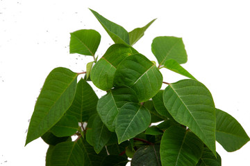 Green leaves isolated on white background