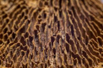 Mushroom surface extreme macro background
