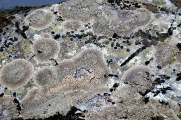 Moss and lichen growing on a stone.