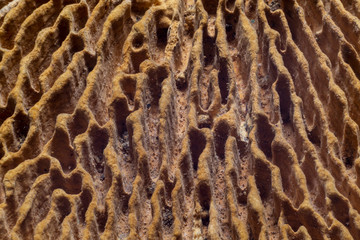 Mushroom surface extreme macro background