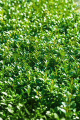 Green leaves of bushes.