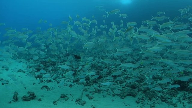 Close Up: Large Schools Of Fish Swimming Around Rocky, Sandy Ocean Floor in Maui, Hawaii