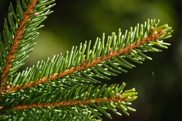 Green spruce tree branches in spring