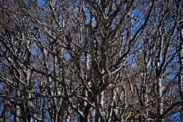 Curved leafless trees in spring