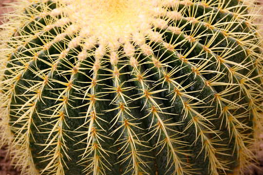 Closeup image of Golden barrel cactus (echinocactus grusonii) (Echinocactus). Quills and prickly cactus spines.