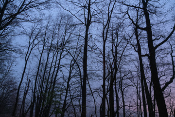 Silhouettes of trees in the night park