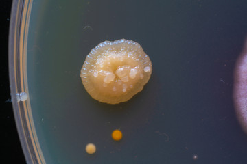 Naklejka na ściany i meble Colonies of fungi and bacteria on agar in a petri dish