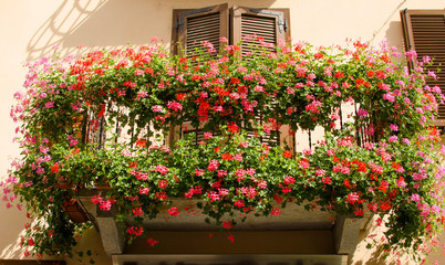 Fototapeta na wymiar A balcony on the antic house with flowers in blossom, Italy