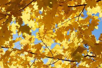 Yellow maple leaves against the sky closeup.