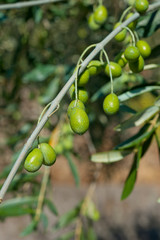 olive tree with green olives, Liguria, Italy