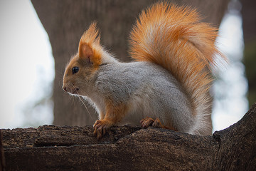Red squirrel on a tree branch in the wild.