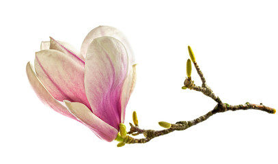 magic magnolia flower (Magnolia denudata) isolated on white background. Magnolia flower isolated on white background. pink magnolia flower isolated on white background