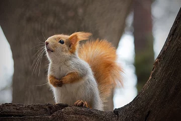 Foto op Plexiglas Red squirrel on a tree branch in the wild. © sangri