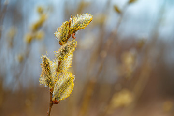 Naklejka premium Fluffy yellow willow flowers in the foreground
