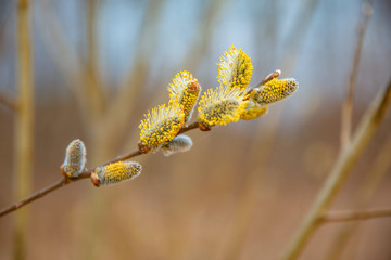 Fluffy yellow willow flowers in the foreground